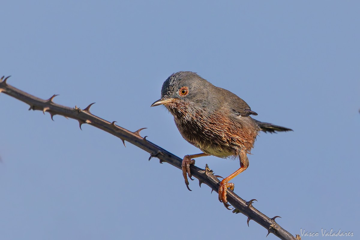 Magnanina comune - ML645337900