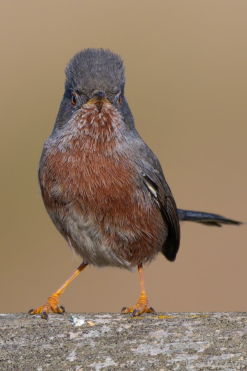 Magnanina comune - ML645337901