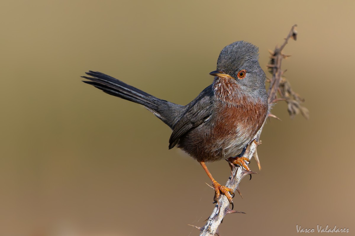 Magnanina comune - ML645337902