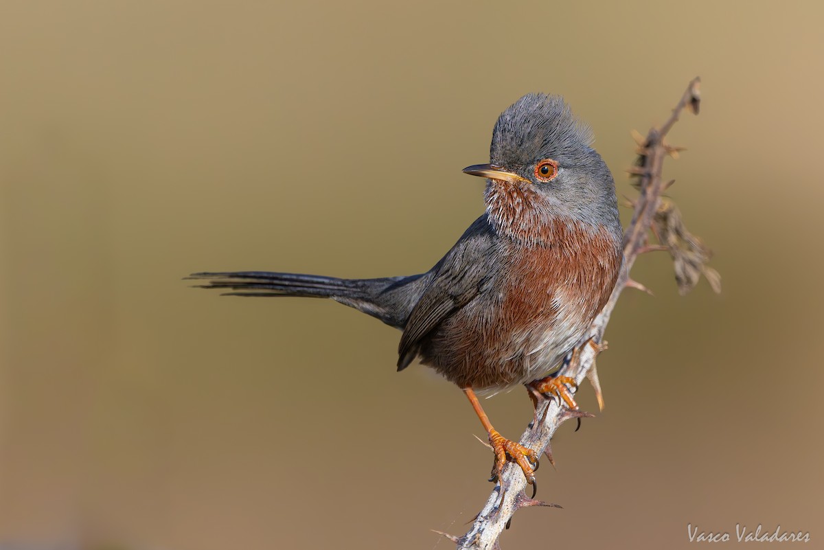 Magnanina comune - ML645337903