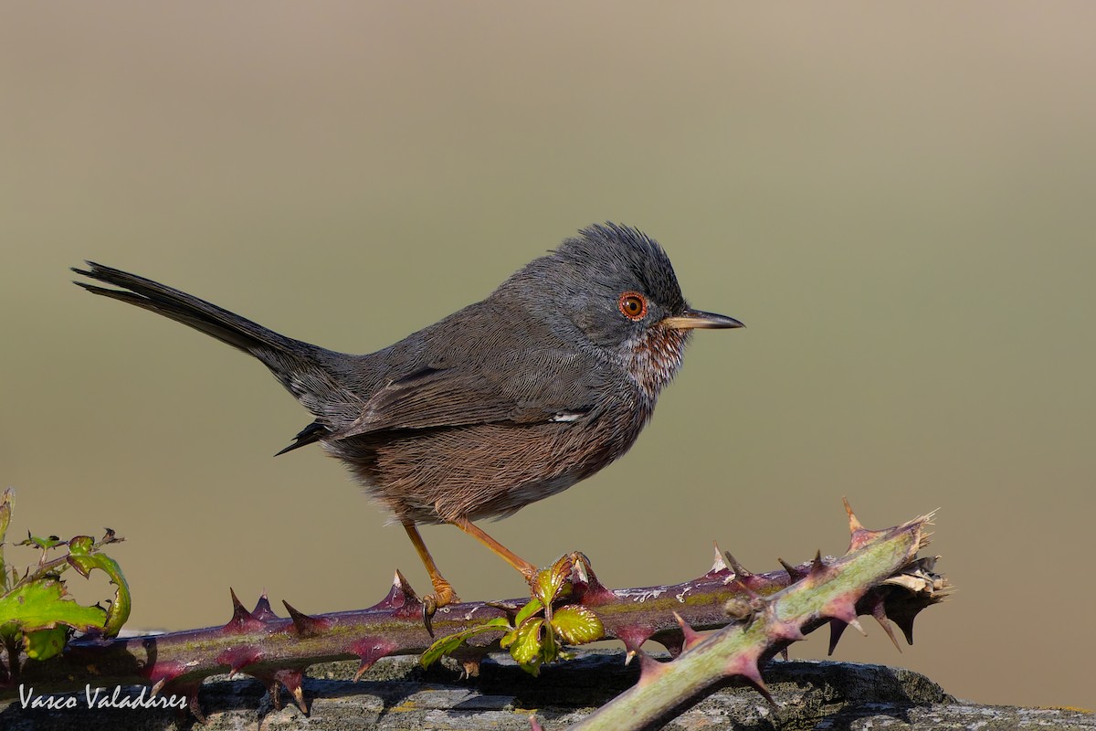 Magnanina comune - ML645337904