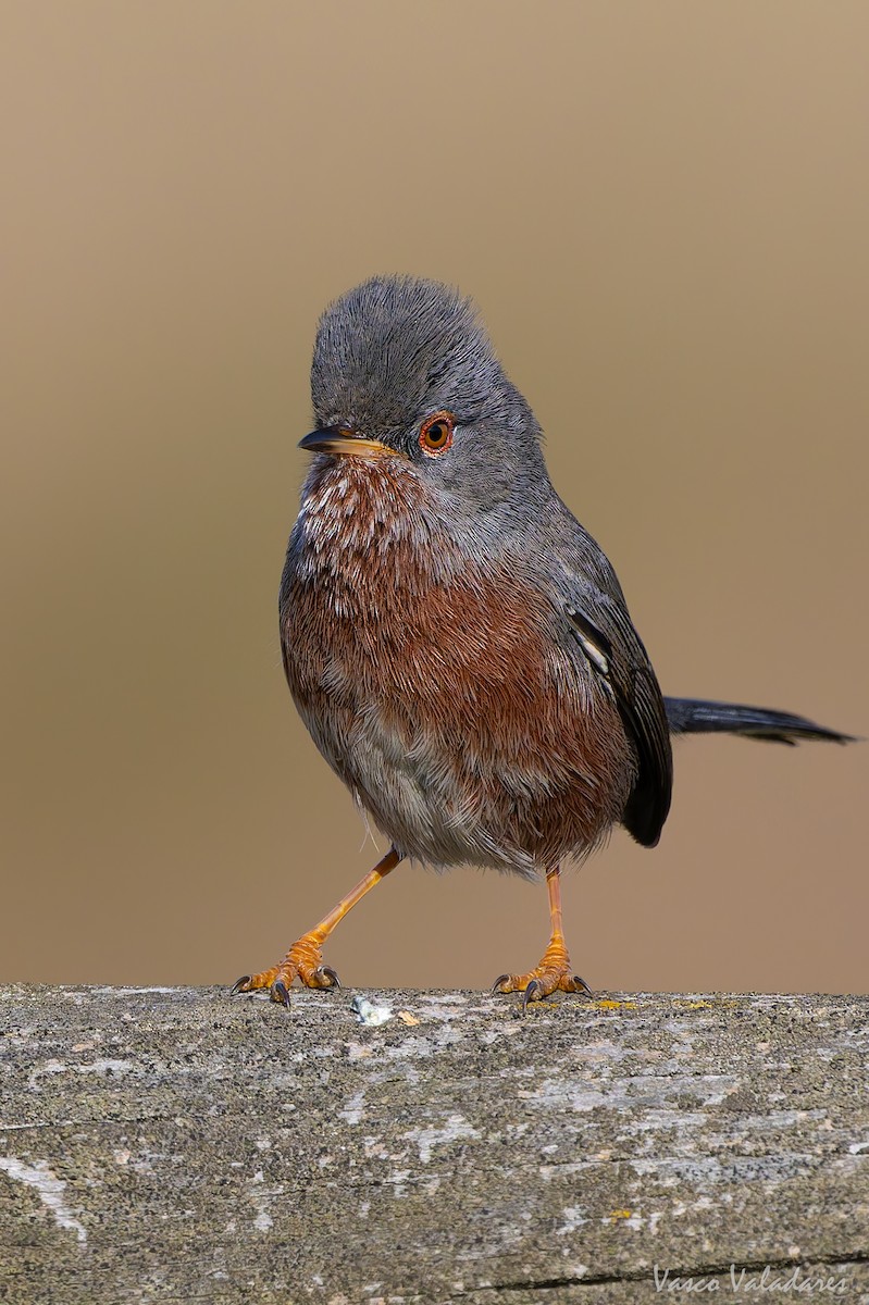 Magnanina comune - ML645337905