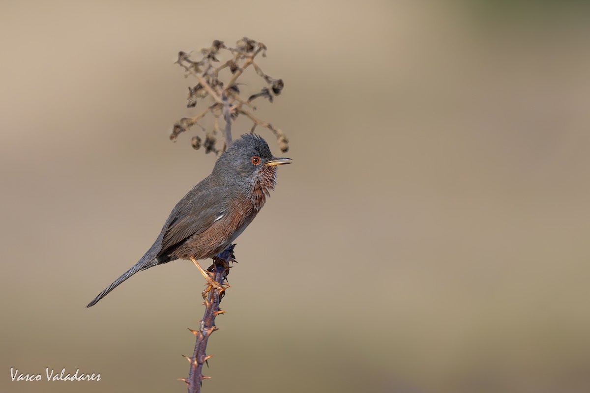 Magnanina comune - ML645337906