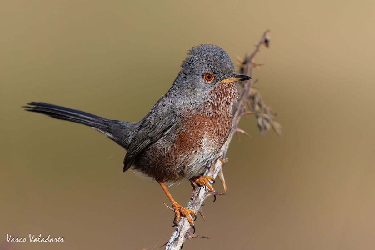 Magnanina comune - ML645337907