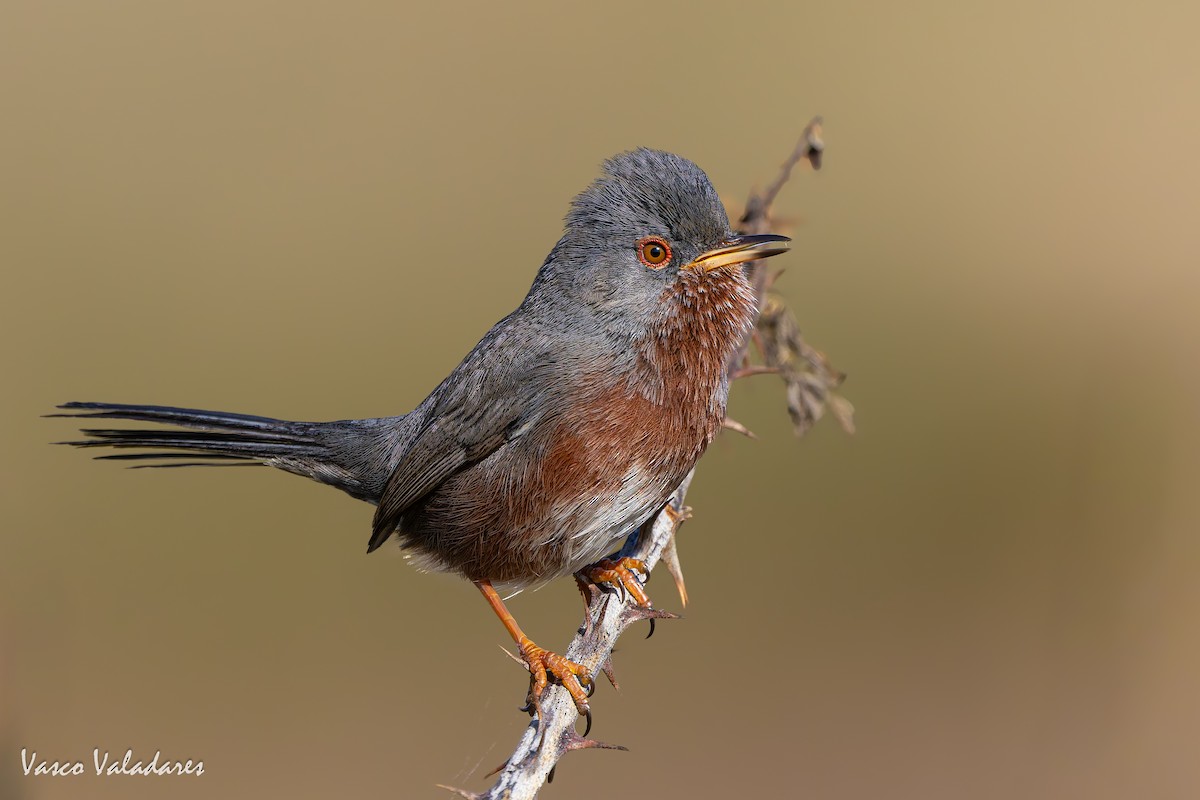 Magnanina comune - ML645337908