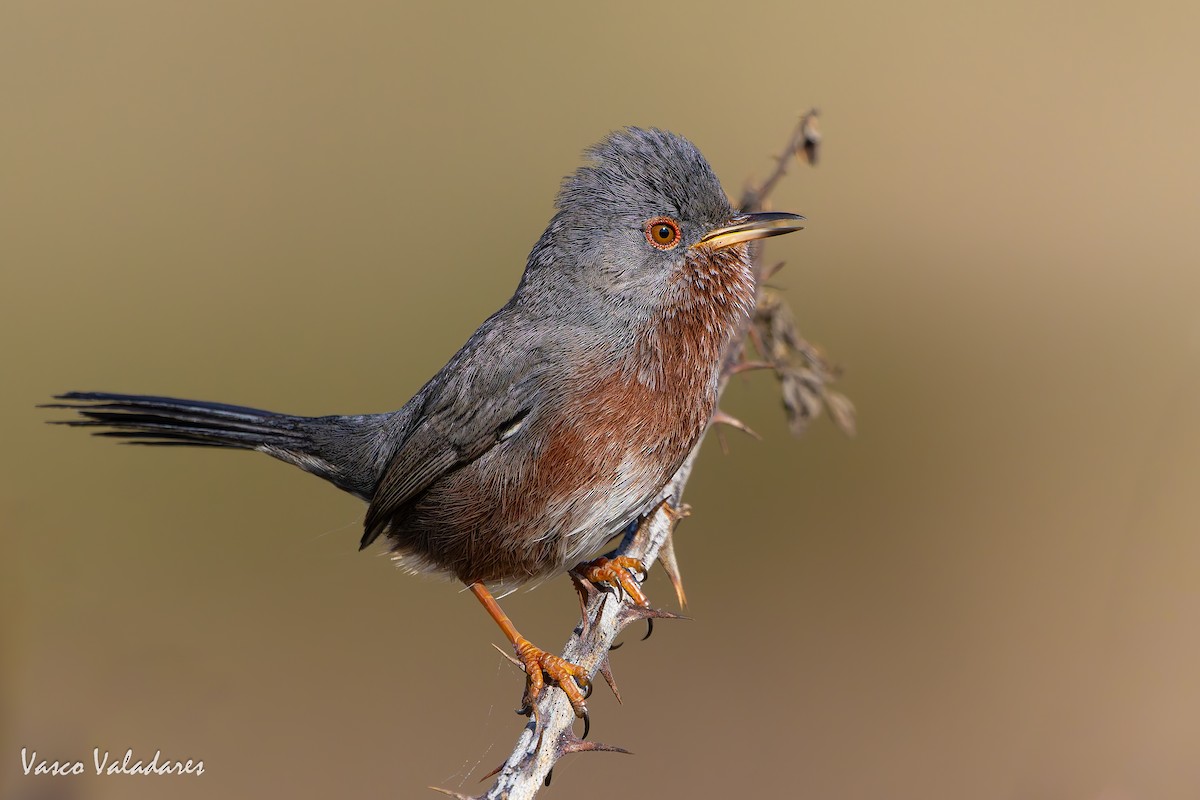 Magnanina comune - ML645337909