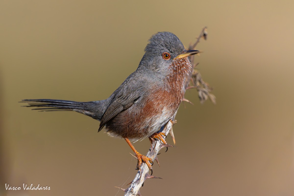 Magnanina comune - ML645337910