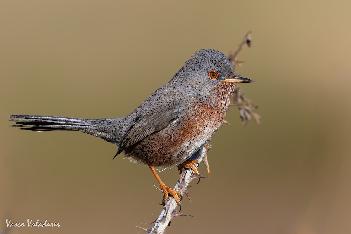 Magnanina comune - ML645337911