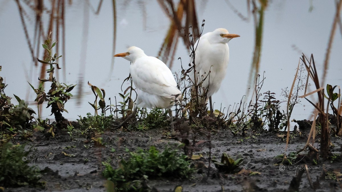 Western Cattle-Egret - ML645337917