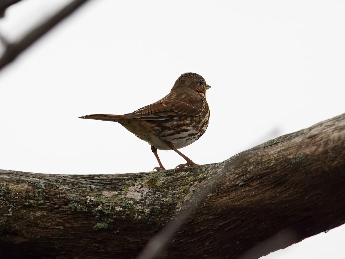 Fox Sparrow - ML645337919