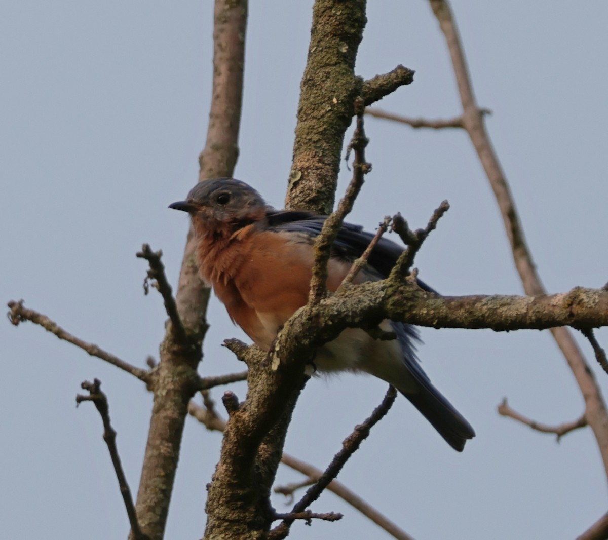 Eastern Bluebird - ML645337923