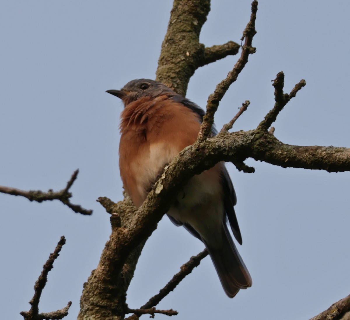 Eastern Bluebird - ML645337924