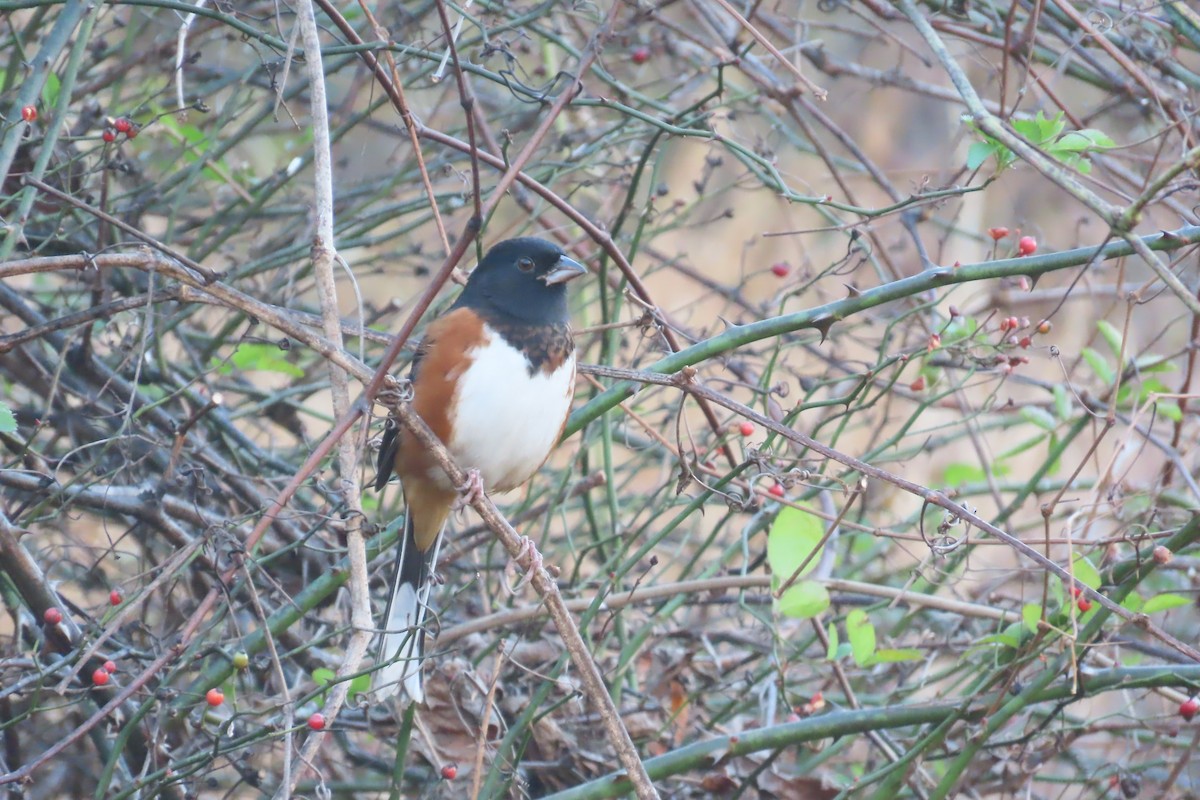 pipilo rudooký - ML645337931