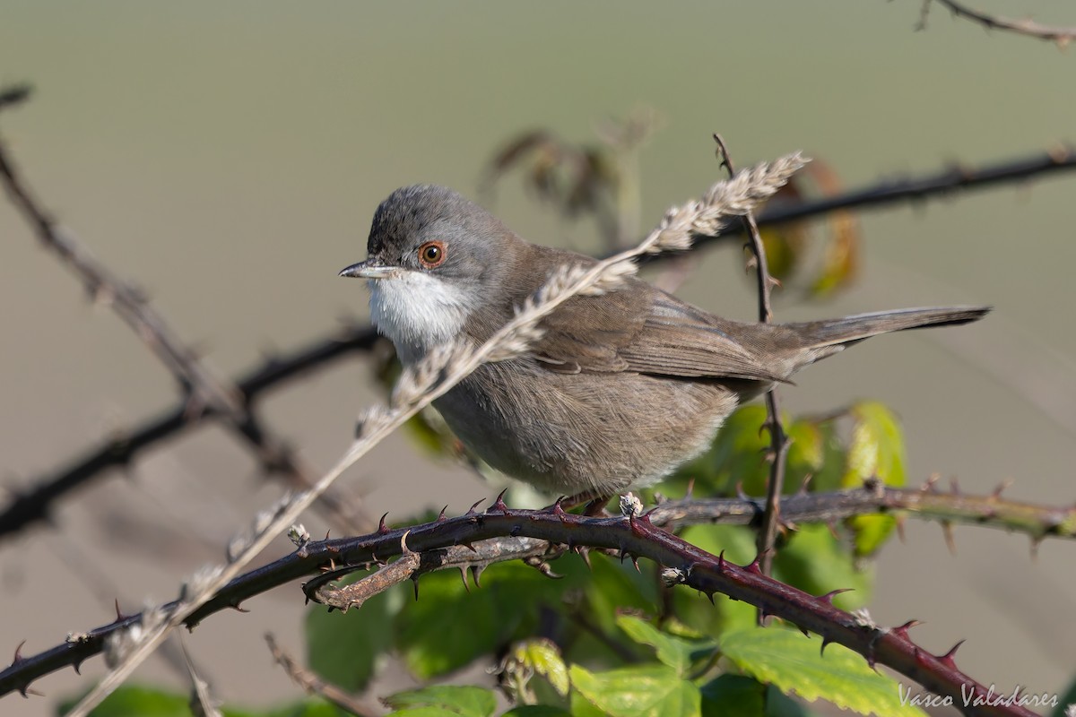 Sardinian Warbler - ML645337943