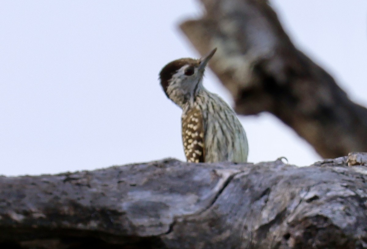 Cardinal Woodpecker - ML645337946