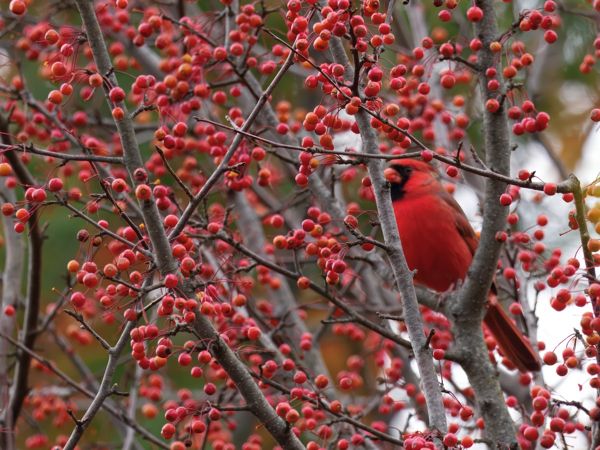 Northern Cardinal - ML645337949
