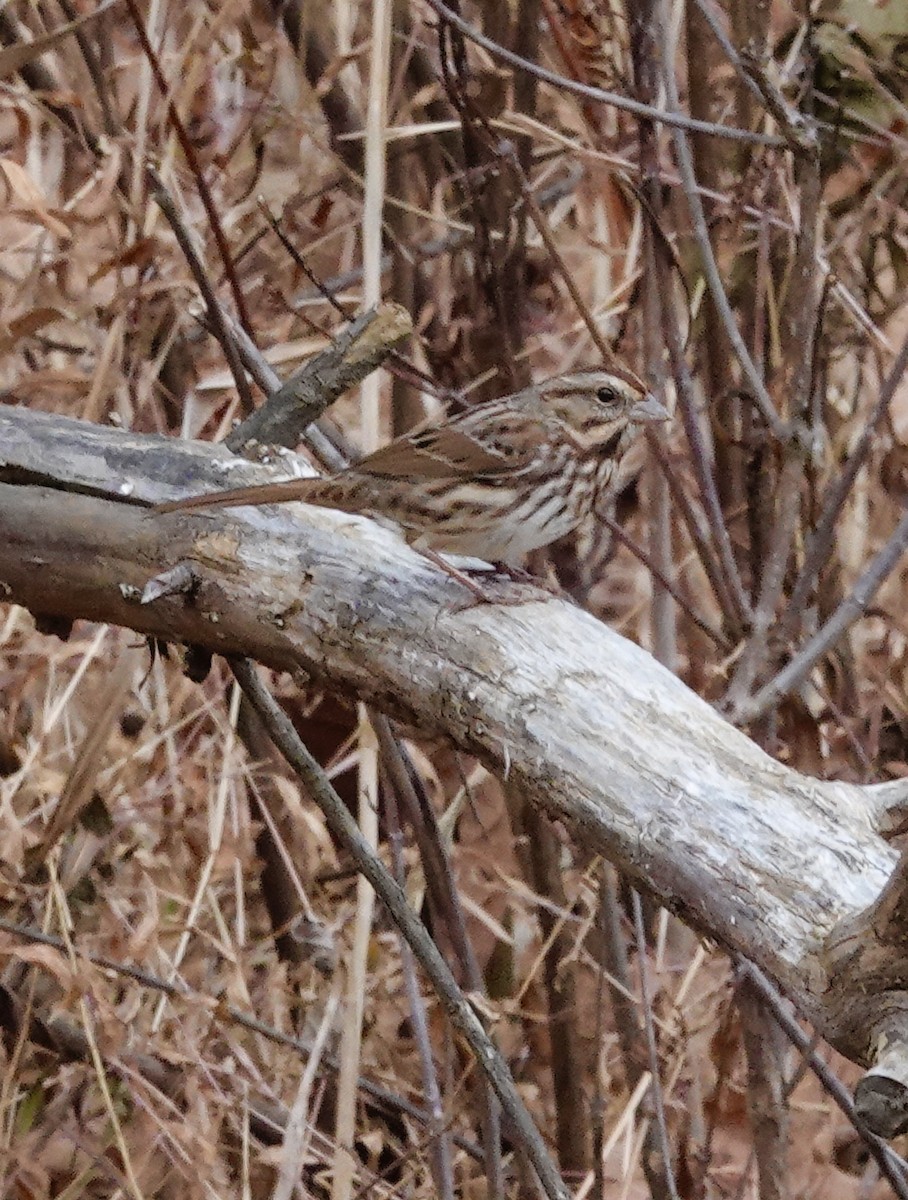 Song Sparrow - ML645337952