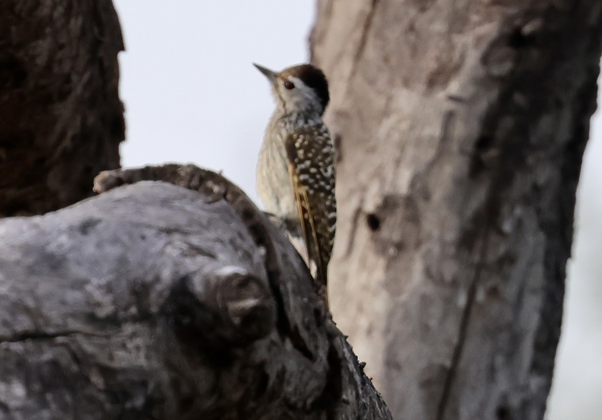 Cardinal Woodpecker - ML645337953