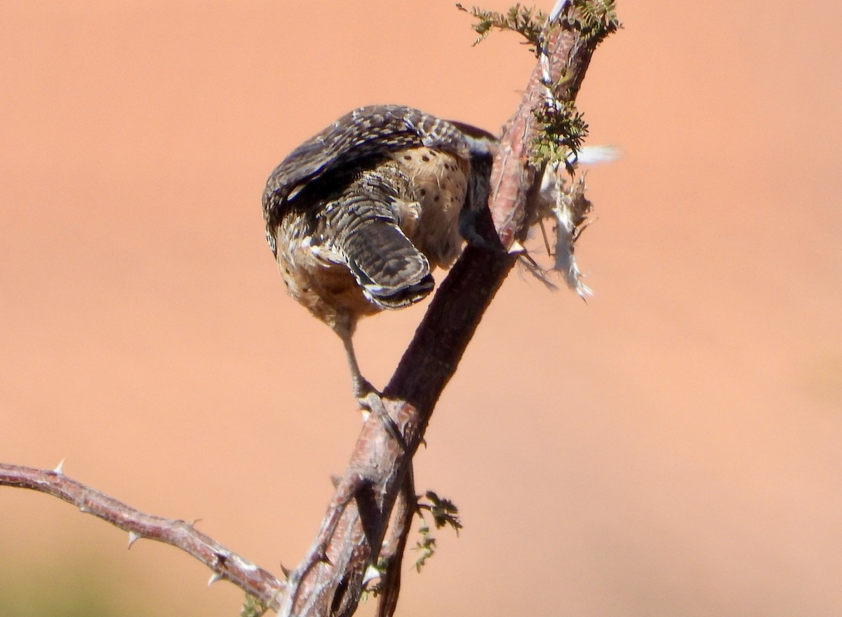 Cactus Wren - ML645337956