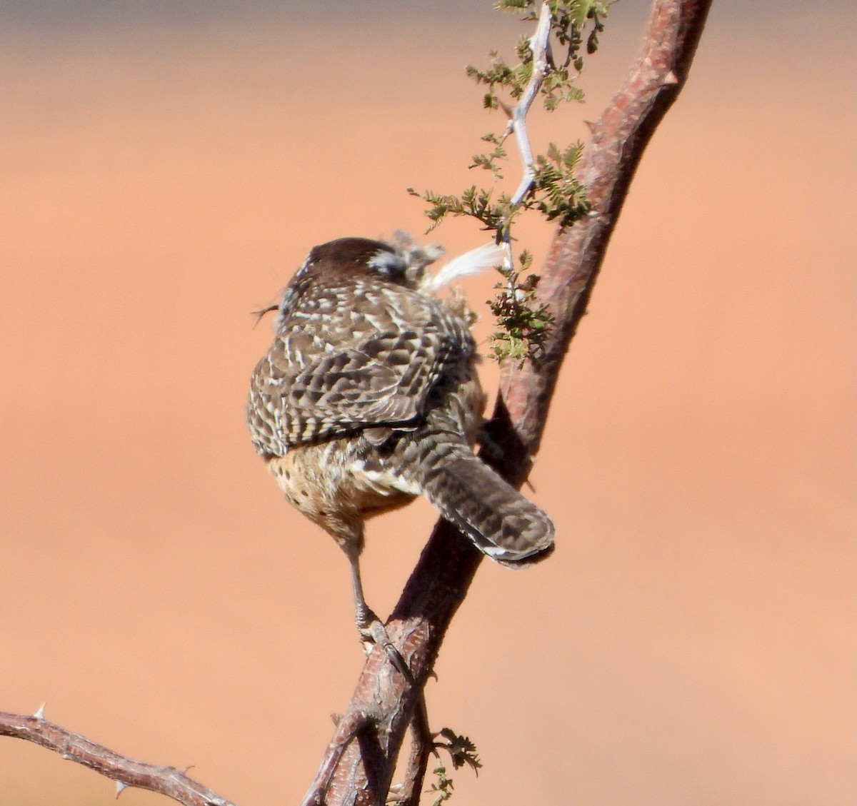 Cactus Wren - ML645337957