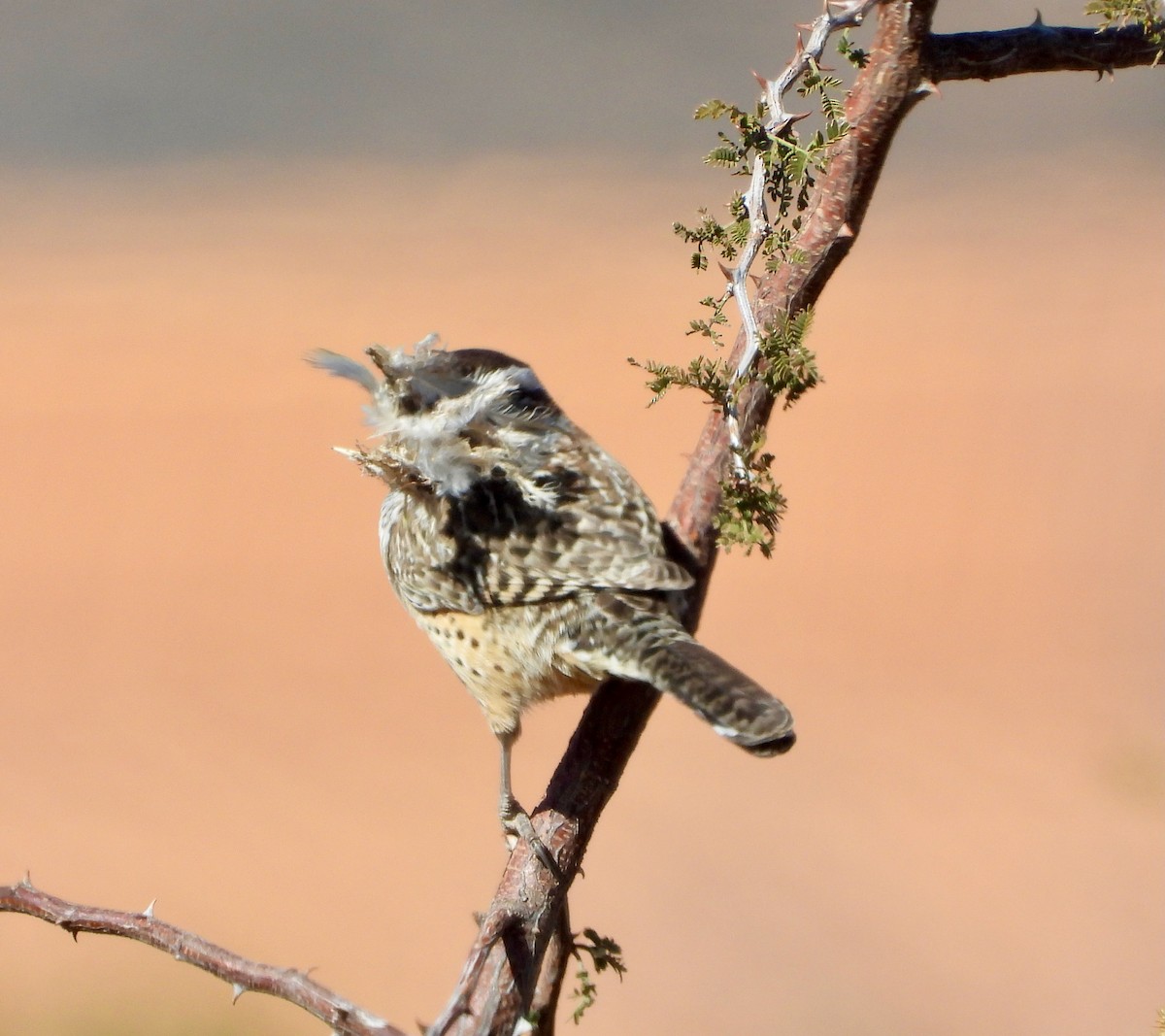 Cactus Wren - ML645337958