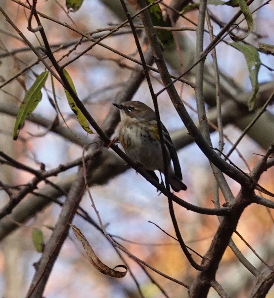 Yellow-rumped Warbler - ML645337963