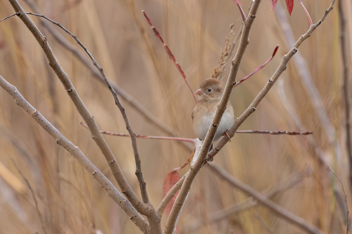 Field Sparrow - ML645337968