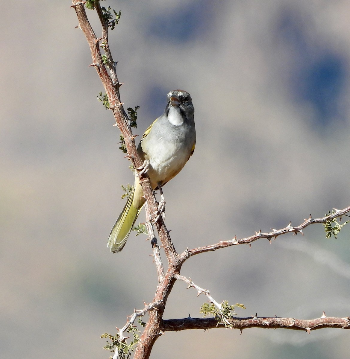 Green-tailed Towhee - ML645337969