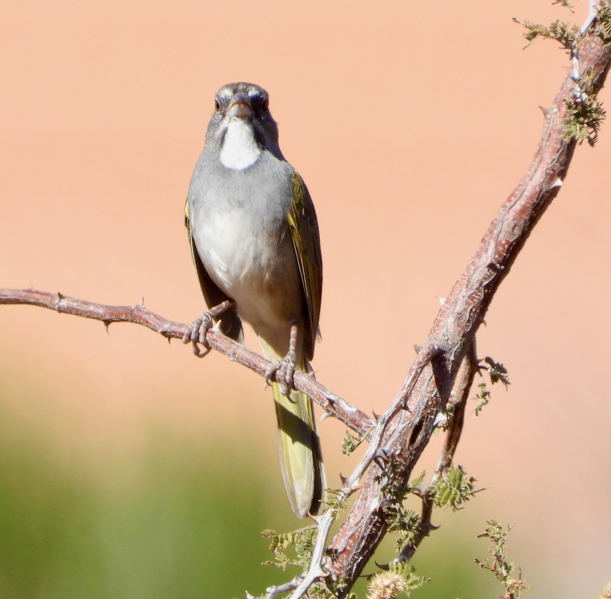 Green-tailed Towhee - ML645337970