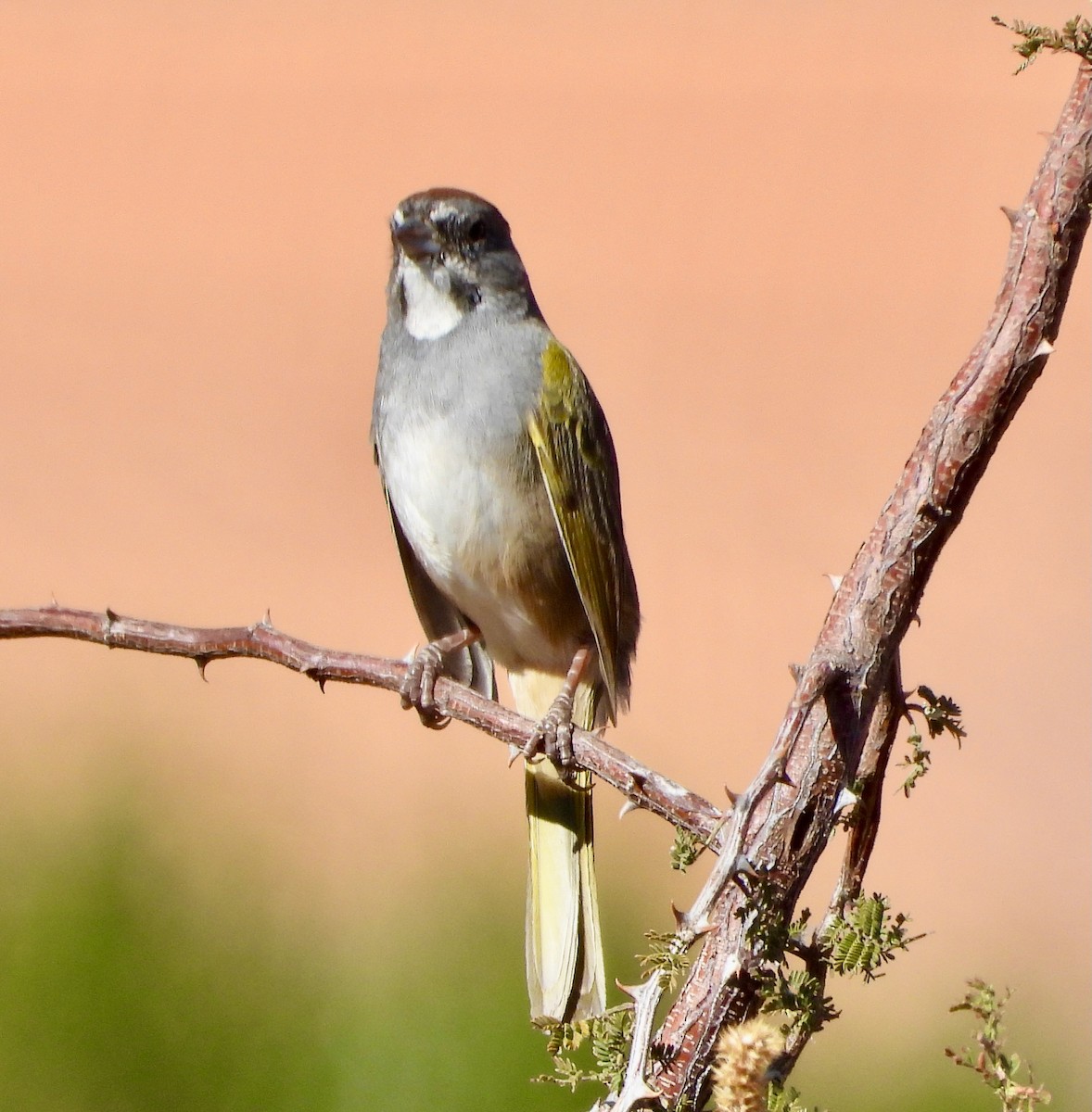 Green-tailed Towhee - ML645337971