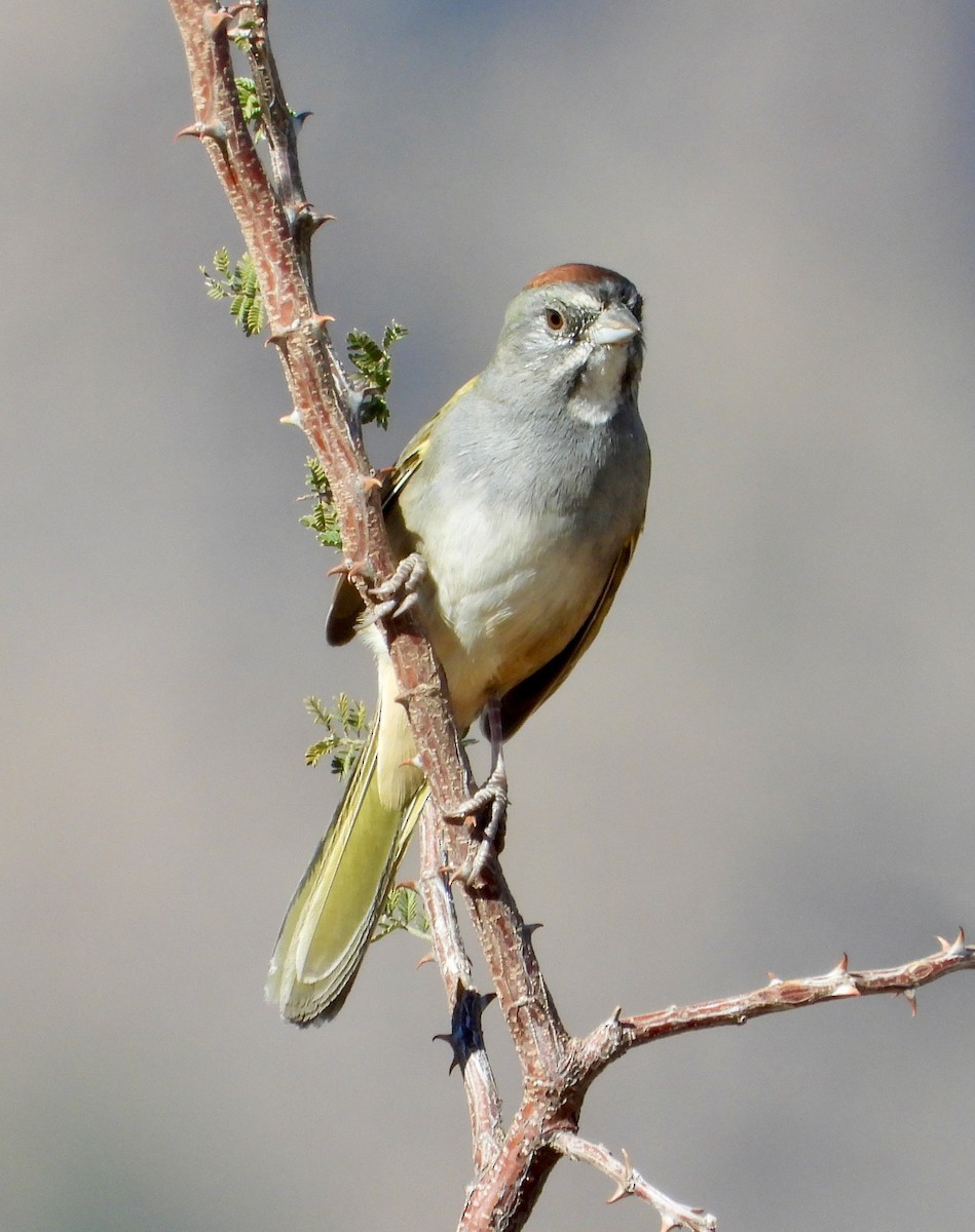 Green-tailed Towhee - ML645337972