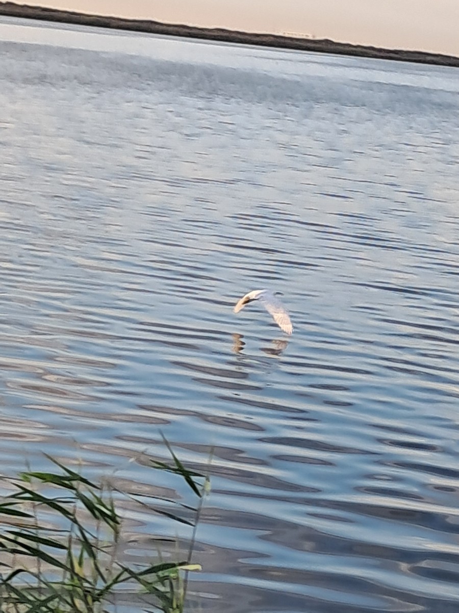 Little Egret - ML645337994