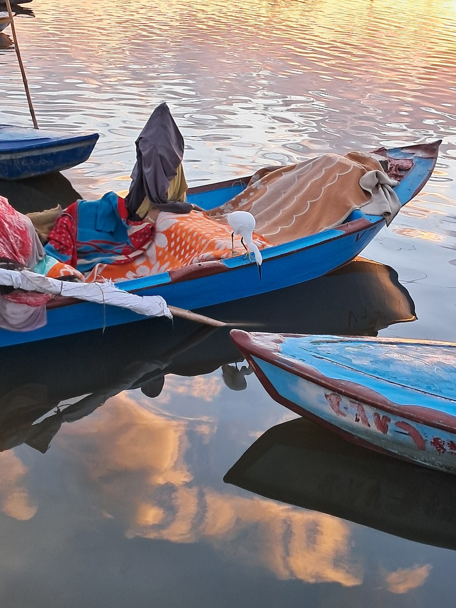 Little Egret - ML645337995