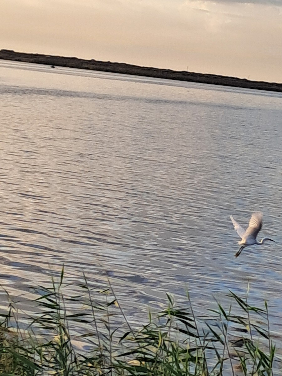 Little Egret - ML645337996