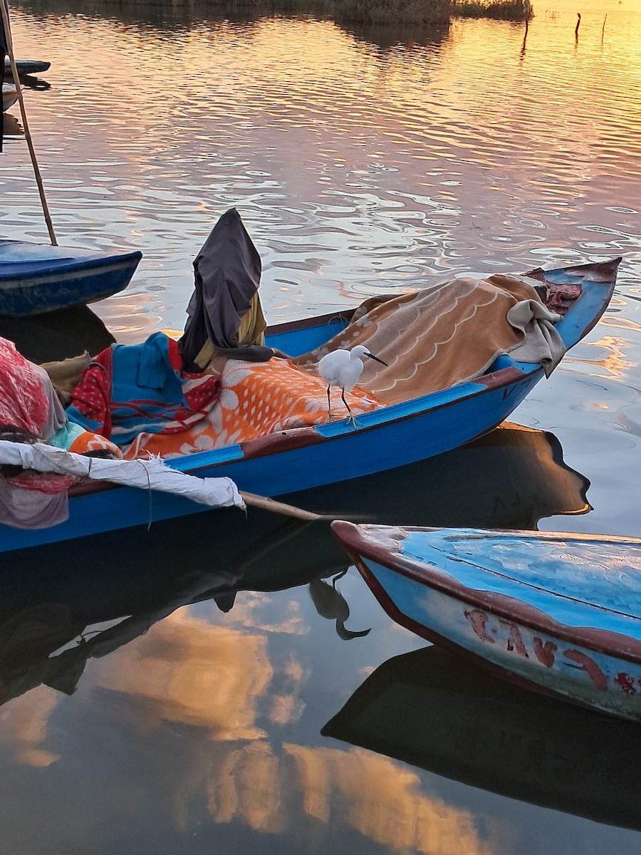 Little Egret - ML645337997