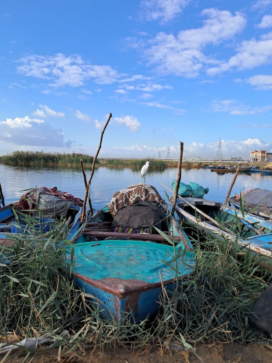 Little Egret - ML645337998