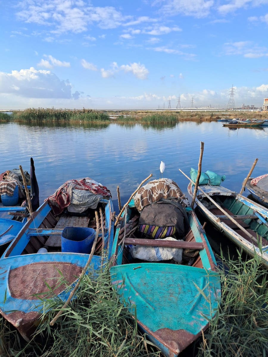 Little Egret - ML645337999