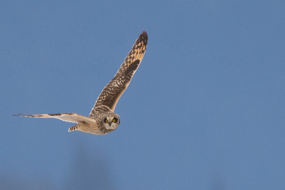 コミミズク - ML645338006