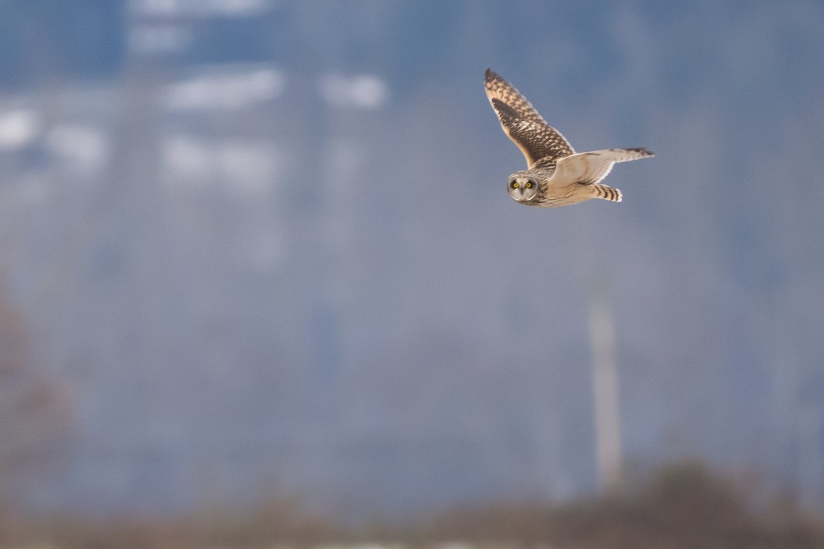 コミミズク - ML645338007