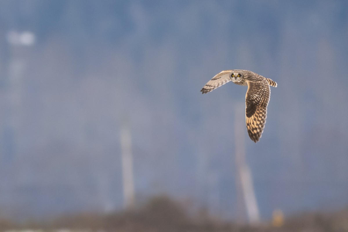 コミミズク - ML645338008