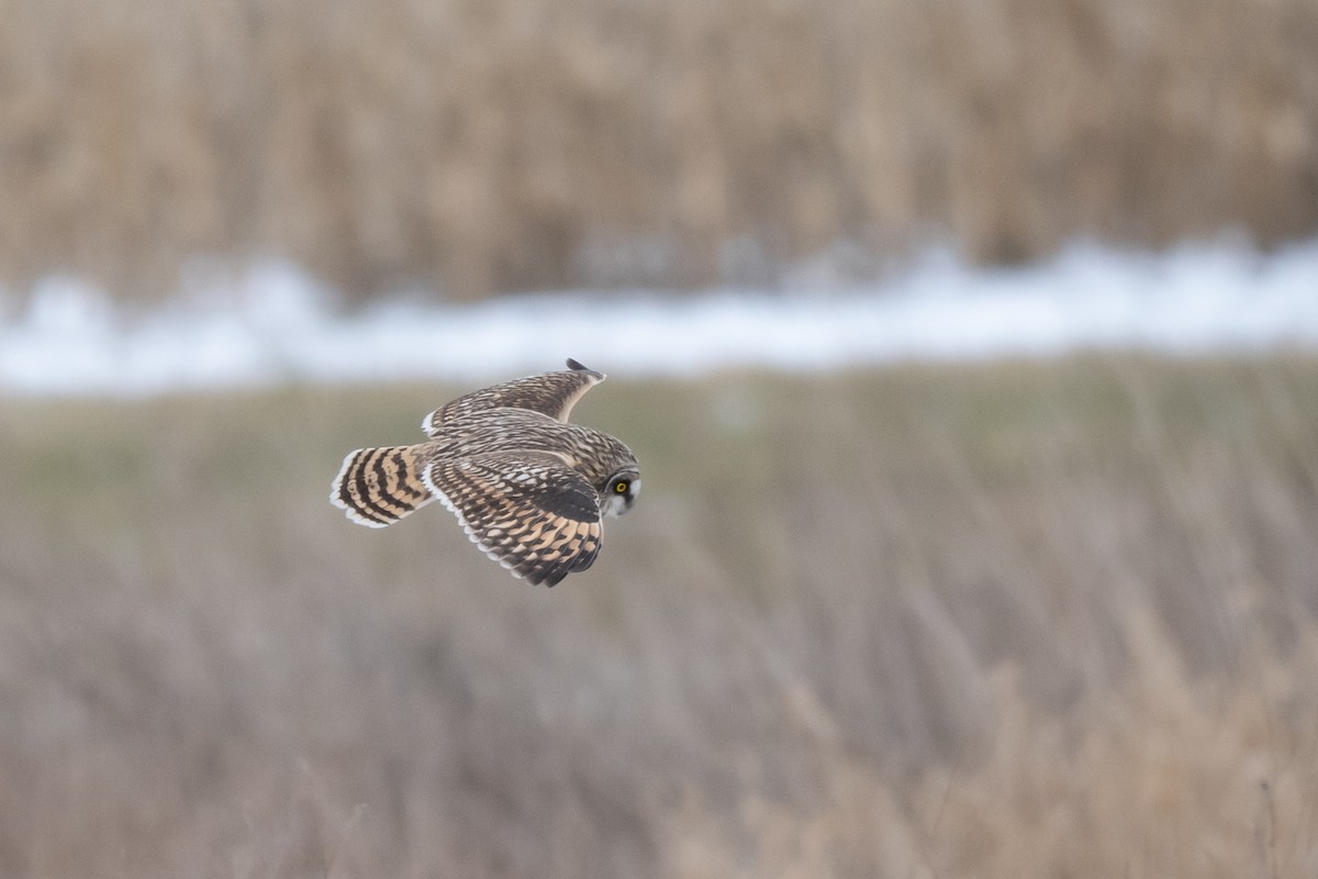 コミミズク - ML645338009