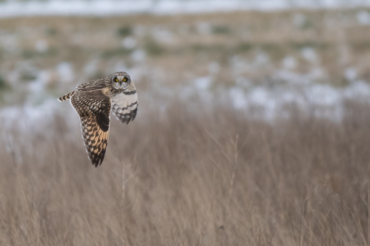 コミミズク - ML645338010