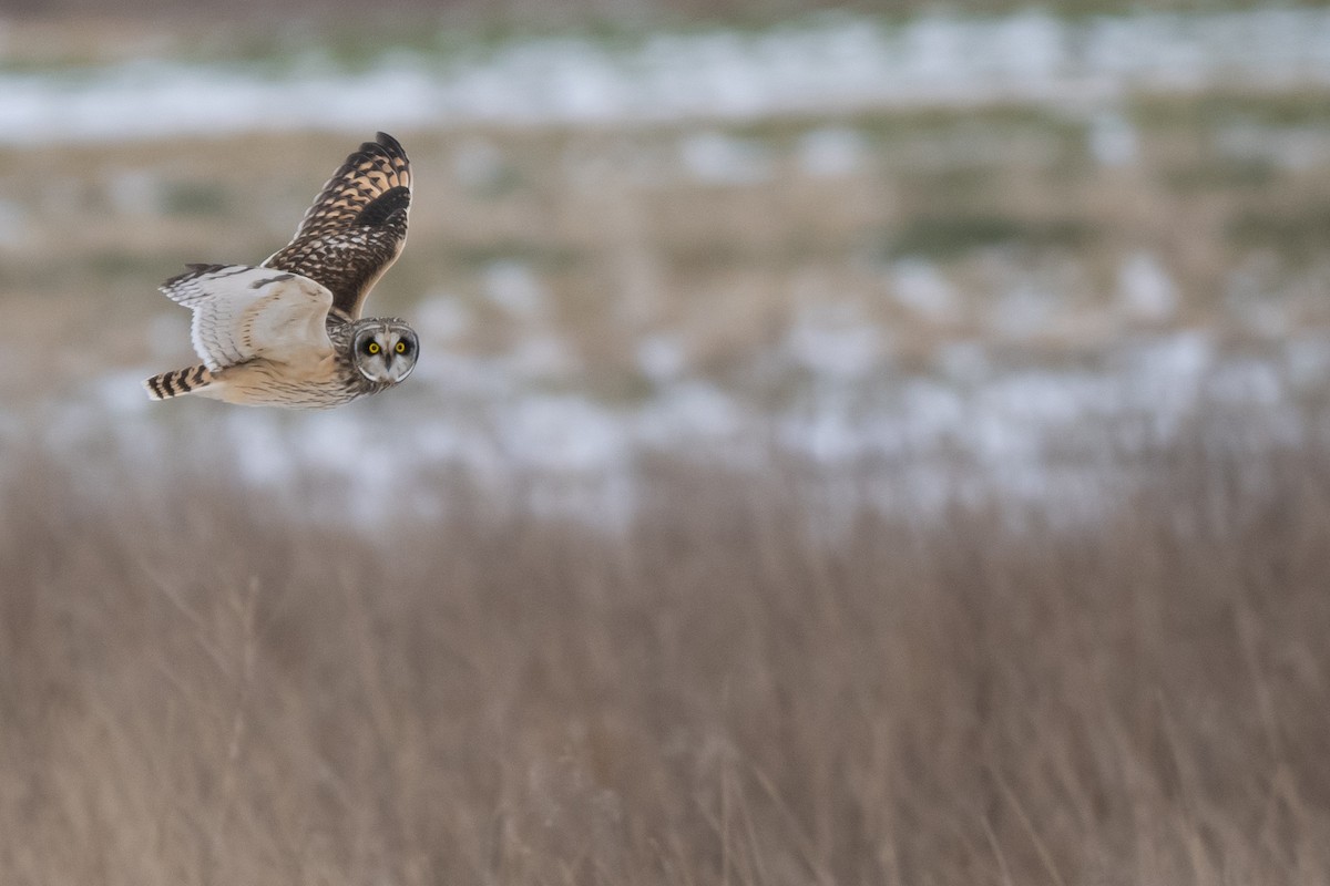 コミミズク - ML645338011