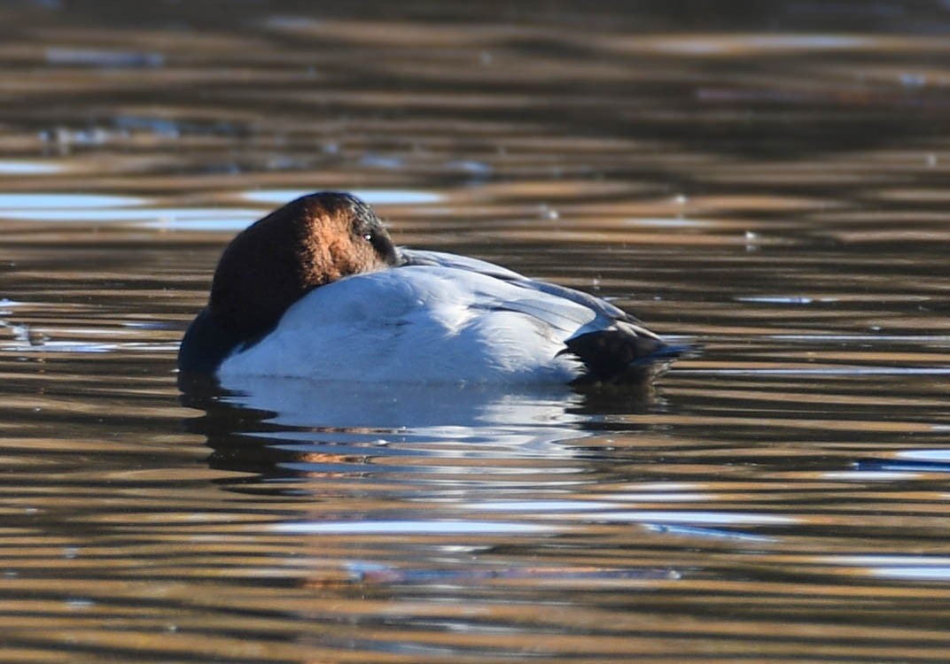 Canvasback - ML645338016
