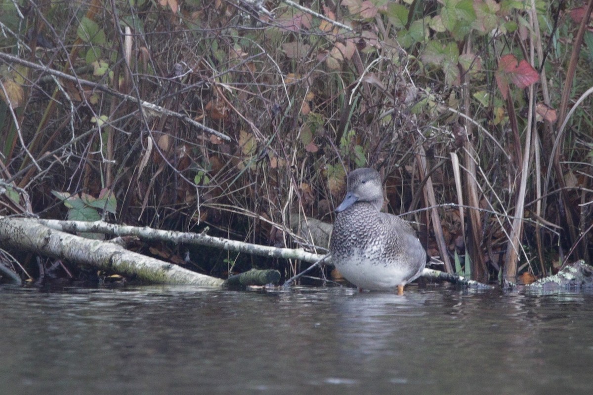 kopřivka obecná - ML645338017