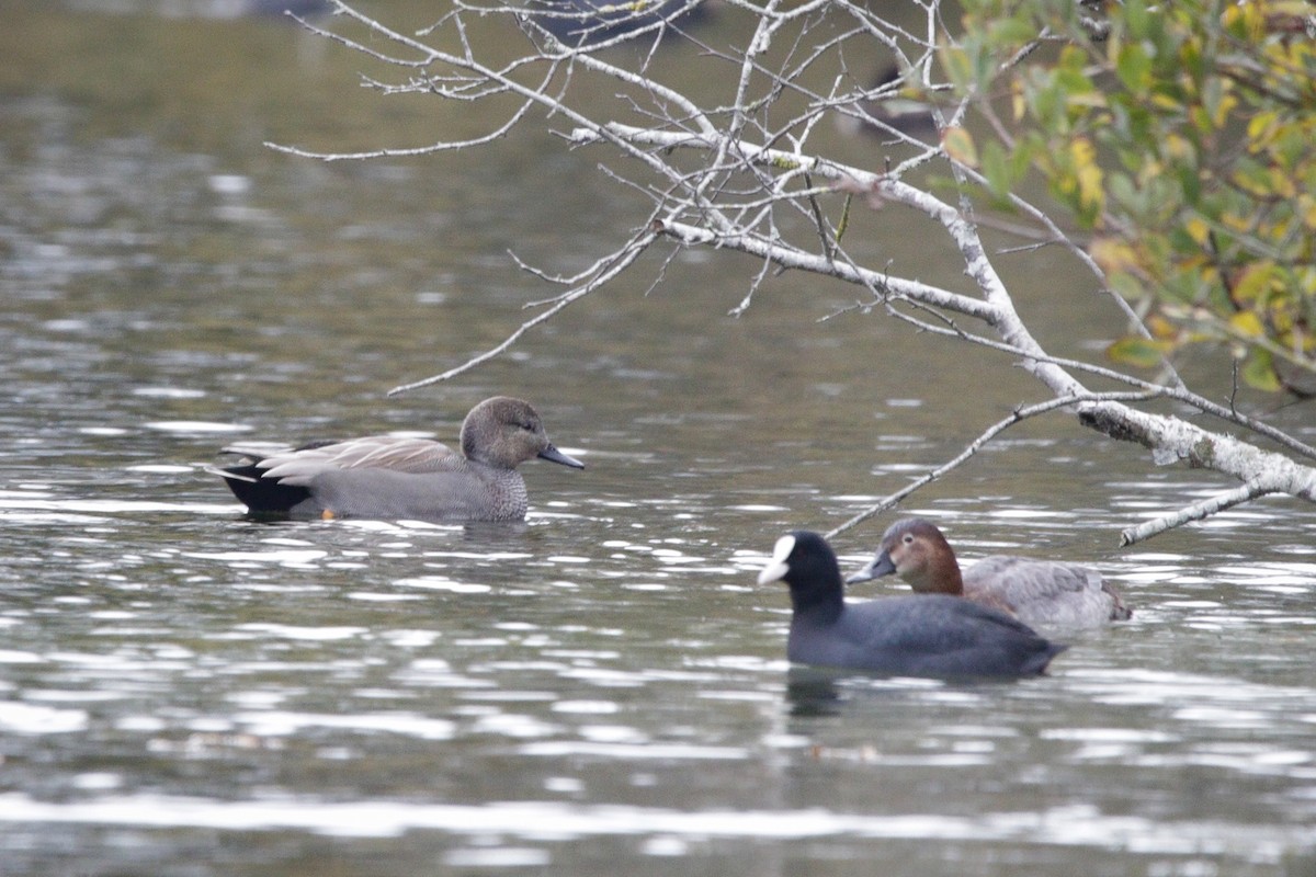 kopřivka obecná - ML645338018