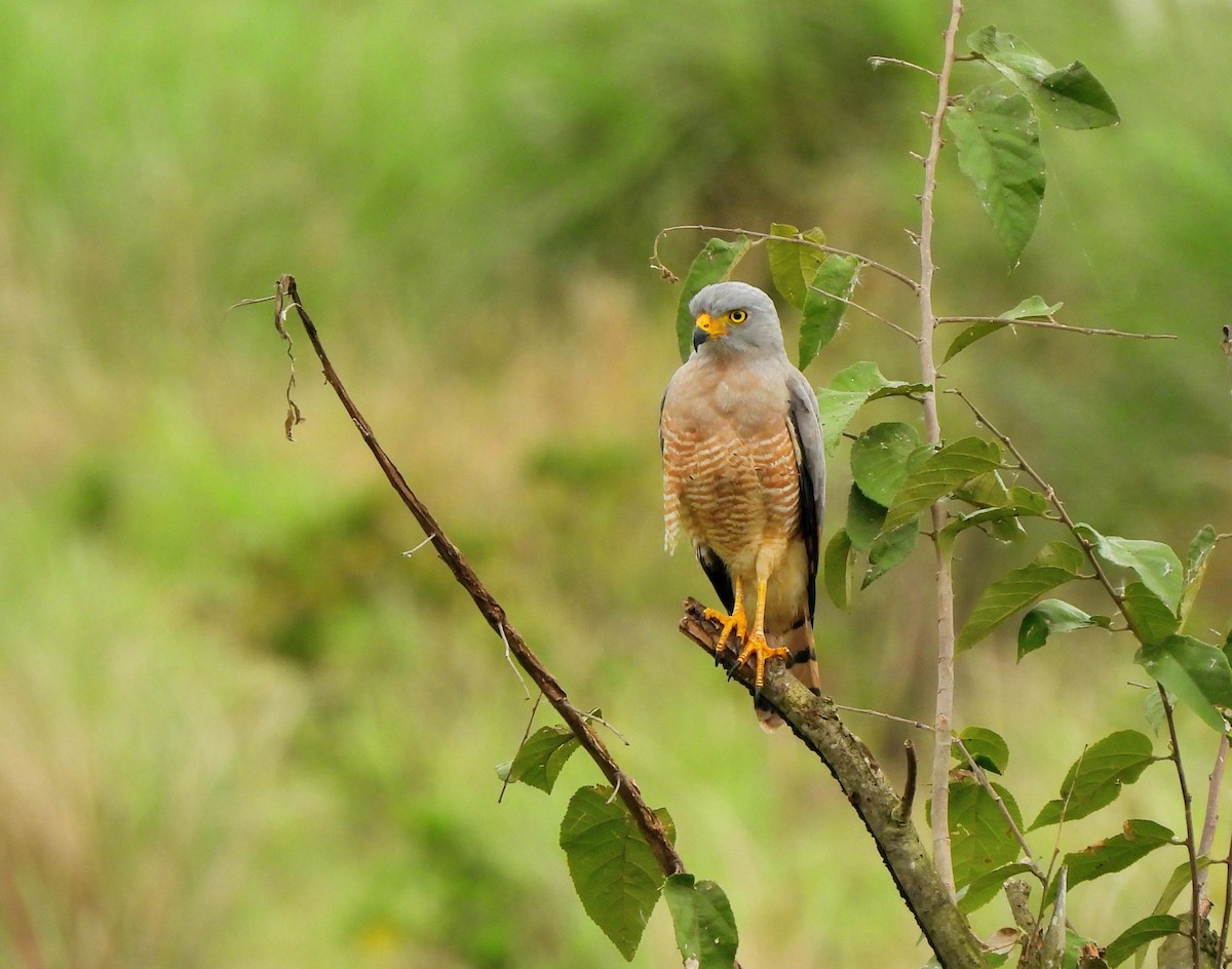 Roadside Hawk - ML645338020