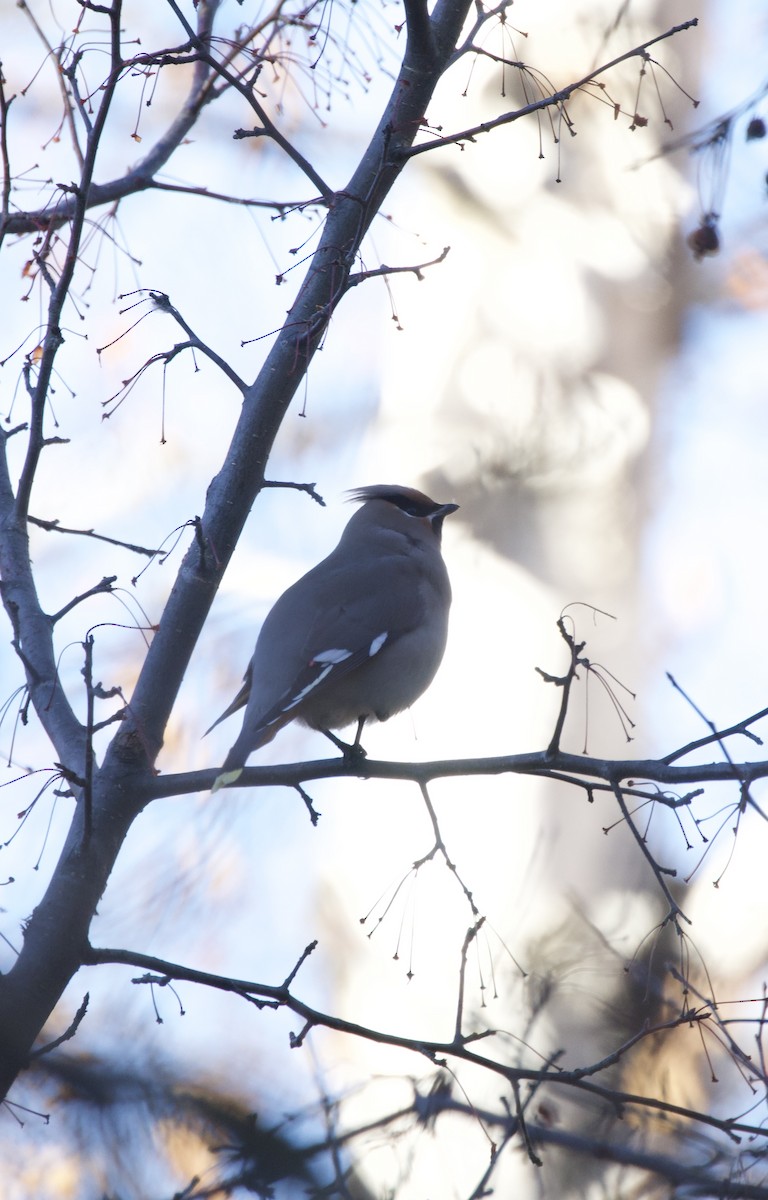 Bohemian Waxwing - ML645338026