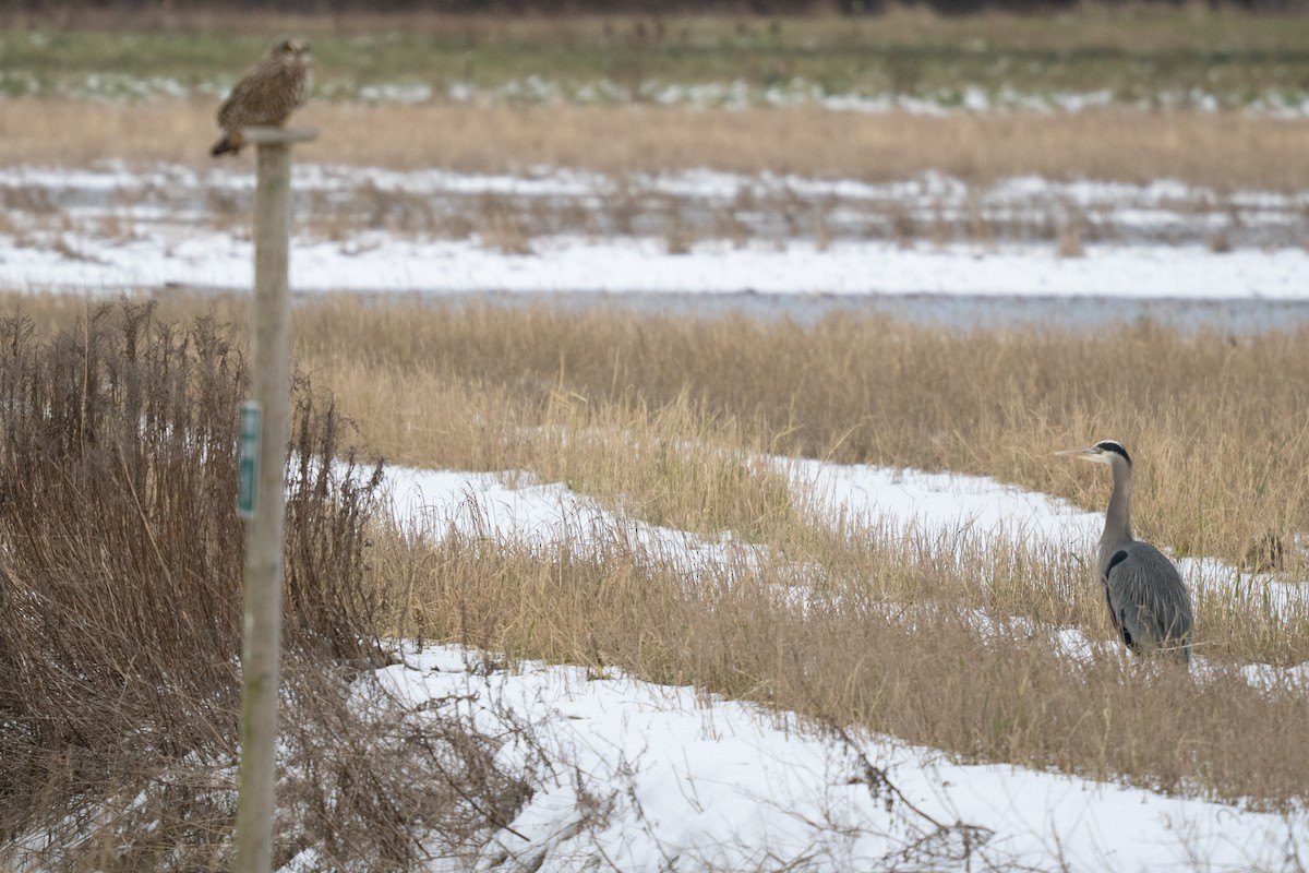 コミミズク - ML645338027