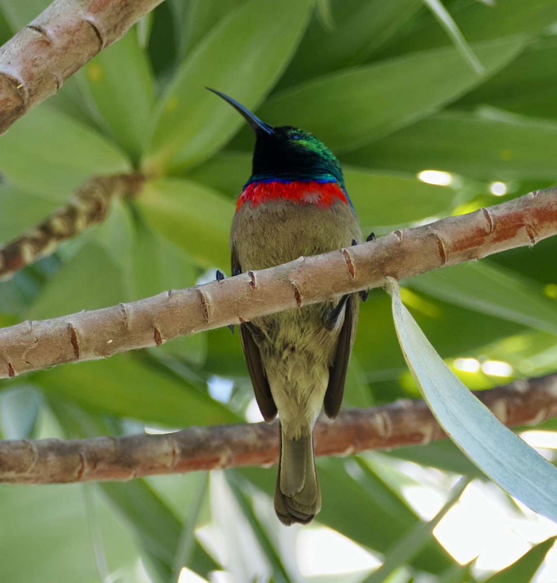 Güneyli Çift Kuşaklı Nektarkuşu - ML645338050